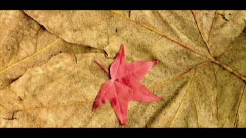 Photo for Leaf